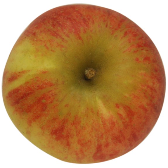 Elstar, Apfel Busch