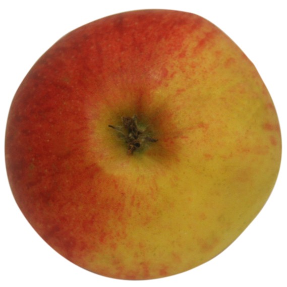 Elstar, Apfel Hochstamm