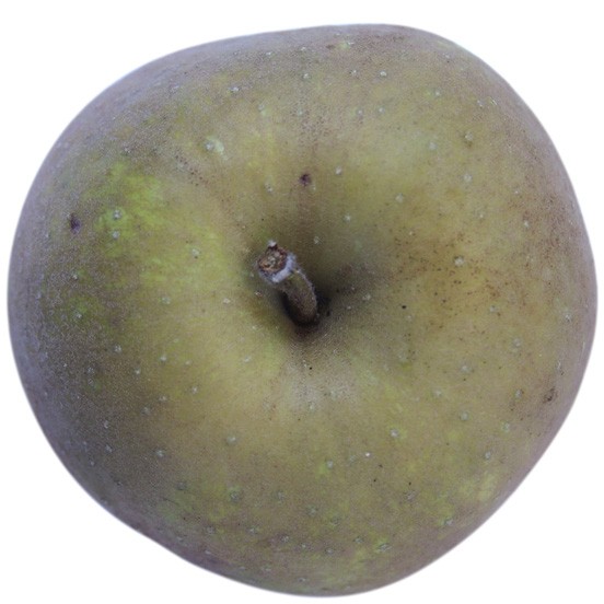 Grüner Boskoop, Apfel Hochstamm, oben
