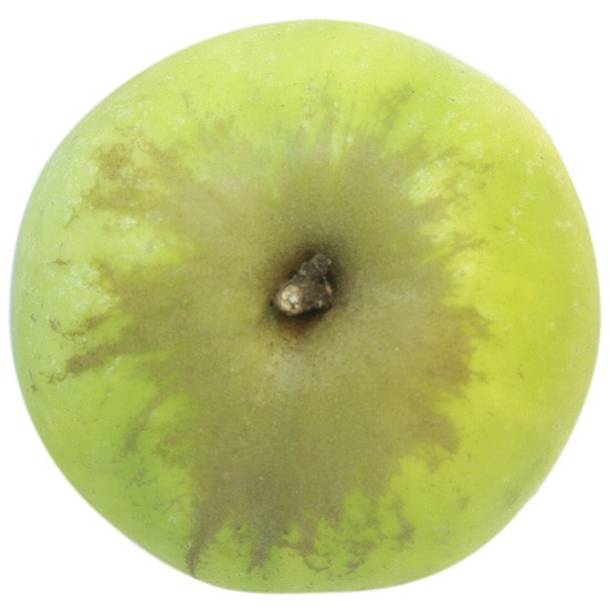 SeestermüherZitronenapfel, Halbstamm, oben