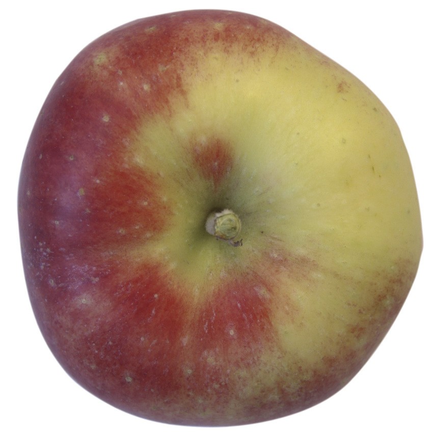 McIntosh, Apfel Säule, oben