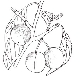 Mirabelle