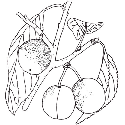 Mirabelle Bellamira Pflaumenbaum Hochstamm, Pflaume seite
