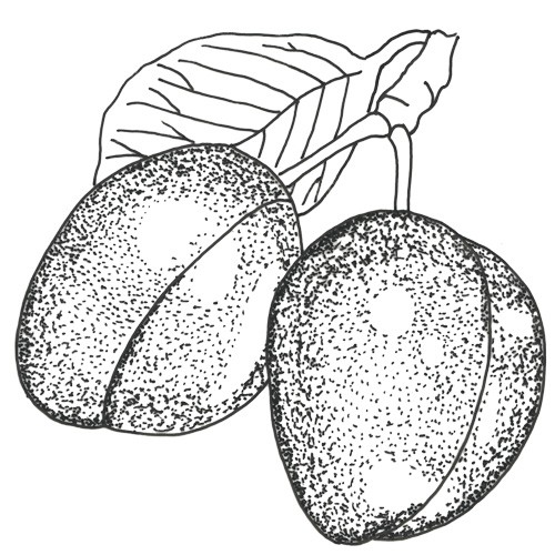 Cacaks Schöne Pflaumenbaum Hochstamm, Pflaume am Baum