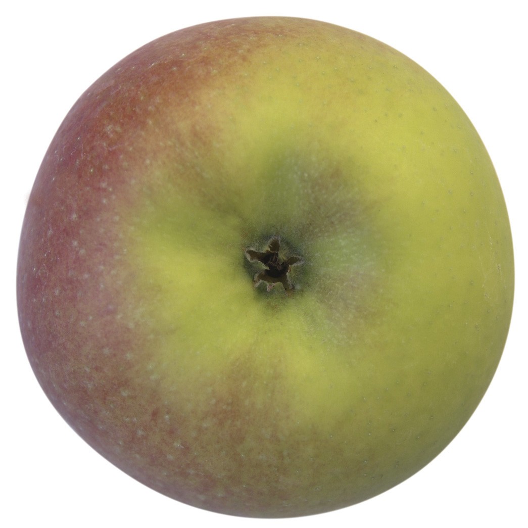 Rhapsodie, Apfel Säule | MeinObst | Obstbäume & Gemüsepflanzen
