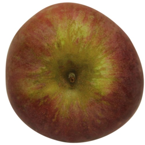 Roter Eiserapfel, Apfelbaum Hochstamm, Apfel oben