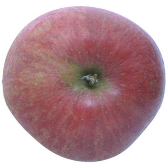 Roter Berlepsch, Apfelbaum Hochstamm, Apfel oben