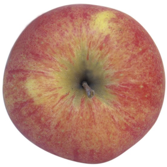 Shampion, Apfel oben