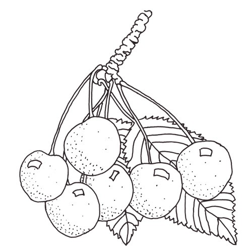 Suesskirsche