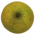 Ananasrenette, Apfelbaum Busch