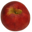 Roter Gravensteiner, Apfel Busch