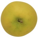 Klarapfel, Busch