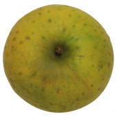 Ananasrenette, Apfel Hochstamm, oben