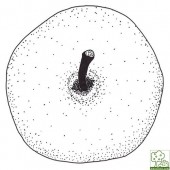 Gravensteiner, Apfelbaum