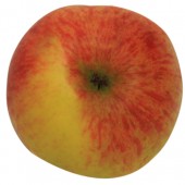 Baumanns Renette, Apfel Hochstamm oben