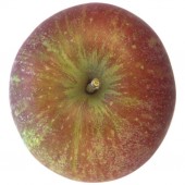 Breaburn, Apfel Halbstamm oben