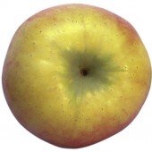 Ecolette, Apfel Hochstamm oben