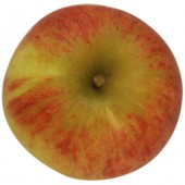 Elstar, Apfel Busch