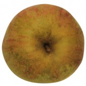 Finkenwerder Herbstprinz, Apfel, oben