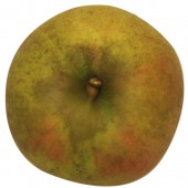 Goldrenette von Blenheim, Apfel, oben