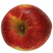 Jakob Fischer, Apfelbaum, Apfel oben