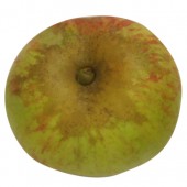 Jakob Lebel, Apfelbaum Apfel, oben