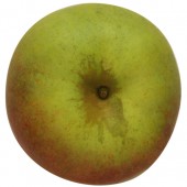 Krügers Dickstiel, Apfel oben