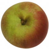 Laxtons Superb, Apfel unten