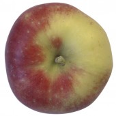 McIntosh, Apfel Säule, oben