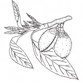 Mandel