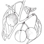 Mirabelle Miagrande Pflaumenbaum Hochstamm, Pflaume seite