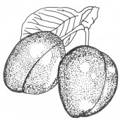 Pflaume