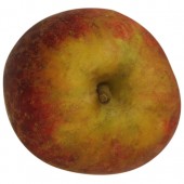 Purpurroter Cousinot Apfelbaum Hochstamm, Apfel oben