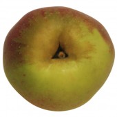 Rheinischer Krummstiel, Apfel oben