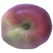 Winterrambur, Apfel Halbstamm, oben