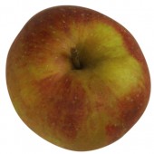 Boskoop rot, Apfelbaum Hochstamm, Apfel oben