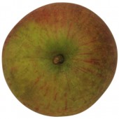 Extertaler Eckapfel, Apfelbaum, Apfel oben