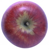 Rubinola Apfelbaum Hochstamm, Apfel oben