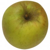 Schöner aus Wiedenbrück, Apfel oben