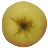 Schöner aus Nordhausen, Apfel oben