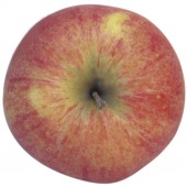 Shampion, Apfel oben