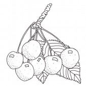 Kordia Kirschbaum Hochstamm, Süsskirsche seite