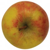 Brettacher, Apfelbaum Hochstamm Apfel oben