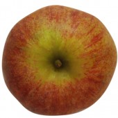Westfaelischer Gülderling, Apfelbaum, Apfel oben
