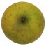 Ananasrenette, Apfel Halbstamm, oben