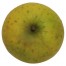 Ananasrenette, Apfel Hochstamm, oben