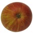 Cox Orange rot, Apfel, unten