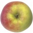 Delbarestivale, Apfel Busch unten