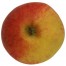 Elstar, Apfel Halbstamm