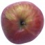 Schöner aus Herrenhut, Apfelbaum Hochstamm, Apfel oben